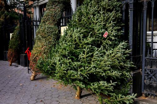 The Hunt For The Best Christmas Tree Ever