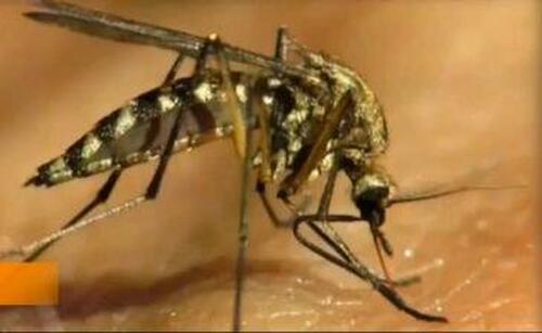 WHO Warns Chikungunya Virus Has Potential To Spread To More Countries