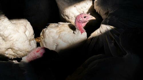 In Charts: The Rise And Fall Of The Thanksgiving Turkey