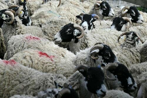 Push To Cut Livestock For Climate Goals (Due To Burping & Farting) Worries UK Farmers, Ecologists