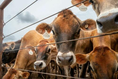 US To Resume Mexican Cattle Imports After Yearlong Screwworm Ban