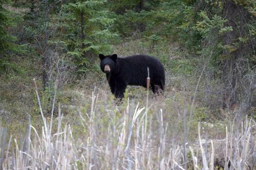 Japan Sends Troops To Combat Spike In Fatal Bear Attacks