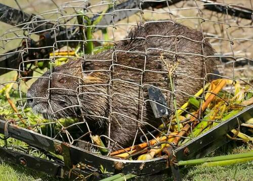 Full Societal Collapse: San Fran Now Overrun With “Invasive 20 Pound Rodent” Infestation