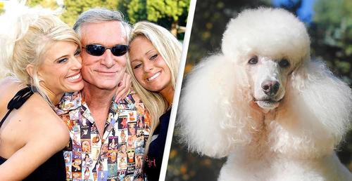 Playboy Mansion Had So Much Cocaine That Poodle Became Addicted