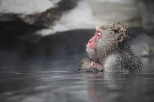 Immortal Monkeys? Not Quite, But Scientists Just Reversed Aging With ‘Super’ Stem Cells
