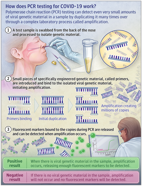 rt-pcr-tes-768x1008_0.png?itok=NTdJdqoz