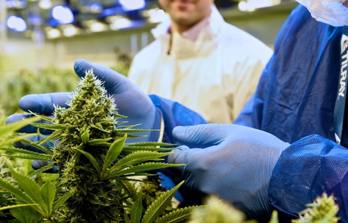 Cannabis Grower Tilray Mulls Expansion Into Fruit And Vegetable Growing, Alcohol, While Awaiting U.S. Legalization