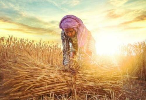 The “Stunning Success” Of The Green Revolution Is Yet Another Progressive Myth