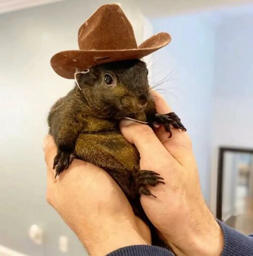 “RIP My Best Friend”: Outrage Ensues After Beloved Rescue Squirrel Seized By NY, Euthanized