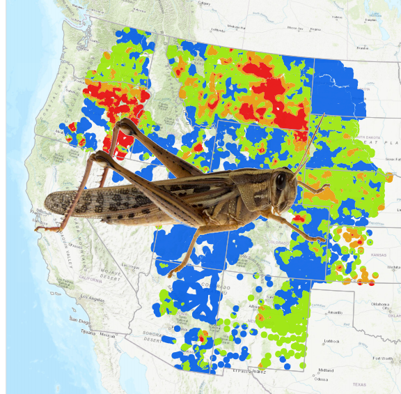 "They're Everywhere" - Megadrought Sparks Grasshopper Plague In Western US