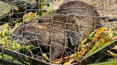 Main news thread - conflicts, terrorism, crisis from around the globe - Page 7 Nutria